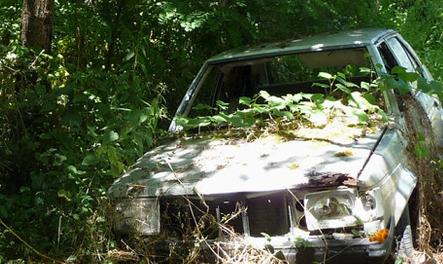 Man Was Shocked by What He Found in the Trunk of an Old Car Abandoned in the Forest